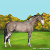 Horse Color:Bay Dun Sabino Rabicano