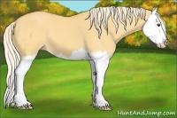 Horse Color:Palomino Dun Splash