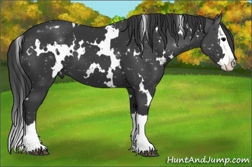 Horse Color:White Spotted Black Splash 