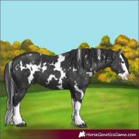 Horse Color:White Spotted Black Splash
