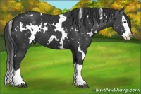 Horse Color:White Spotted Black Splash 