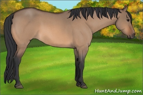 Horse Color:Bay Roan Dun