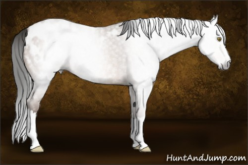Horse Color:Gray Sable Champagne Roan Splash Appaloosa 