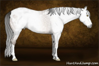 Horse Color:Gray Sable Champagne Roan Splash Appaloosa 