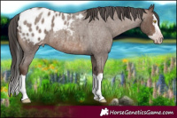 Horse Color:Gray Sable Champagne Roan Splash Appaloosa 