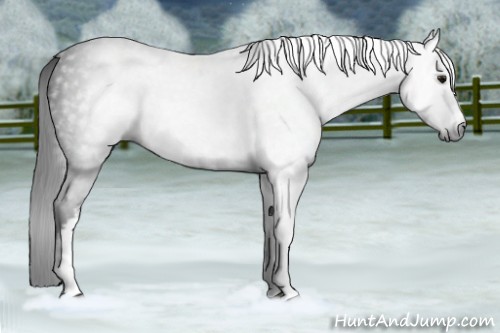 Horse Color:Gray White Spotted Brown 