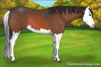 Horse Color:Bay Roan Splash 
