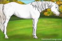 Horse Color:Perlino Roan Dun Sabino Leopard 