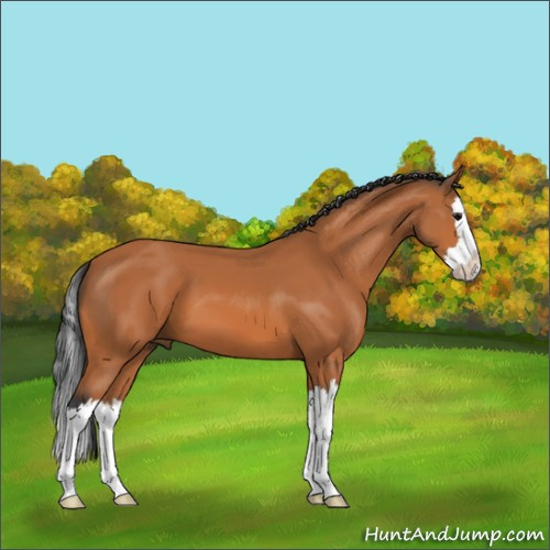 Horse Color:Bay Sabino Splash 