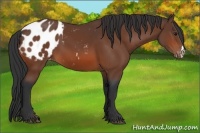 Horse Color:Bay Appaloosa