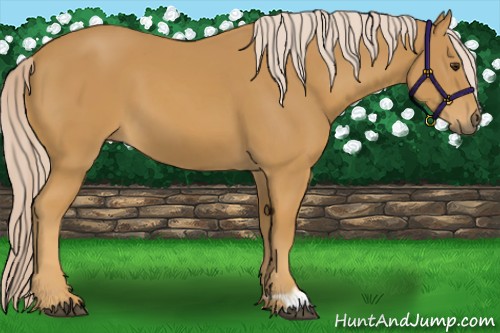Horse Color:Palomino 