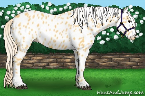 Horse Color:Palomino Appaloosa