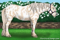 Horse Color:Palomino Pearl Appaloosa