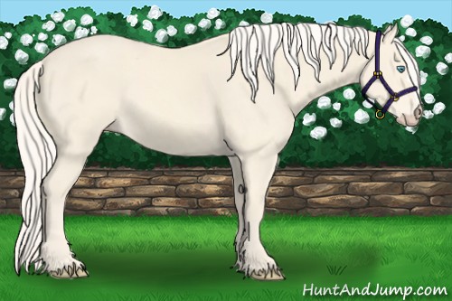Horse Color:Cremello 