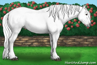 Horse Color:Gray White Spotted Silver Brown
