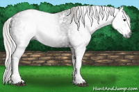 Horse Color:Gray White Spotted Silver Black Splash