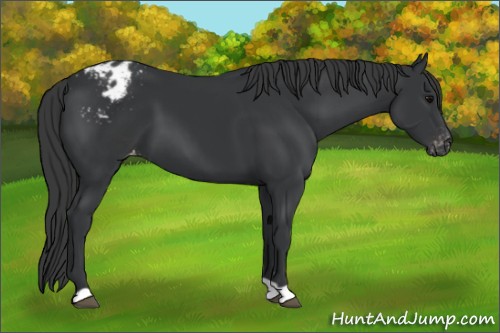 Horse Color:Black Appaloosa 