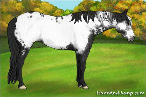 Horse Color:Gray Black Frame Appaloosa 