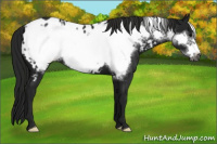 Horse Color:Gray Black Frame Appaloosa