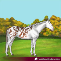 Horse Color:White Spotted Bay Appaloosa