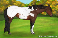 Horse Color:Gray Bay Appaloosa 