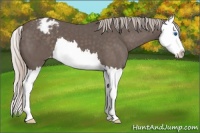 Horse Color:Silver Black Splash Appaloosa 