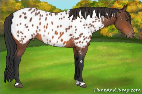 Horse Color:Bay Appaloosa