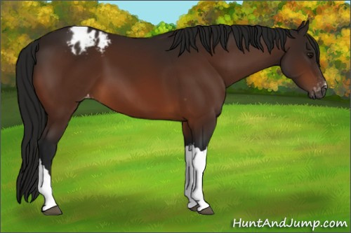 Horse Color:Gray Bay Appaloosa