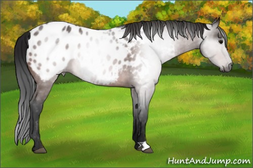 Horse Color:Gray Bay Appaloosa 
