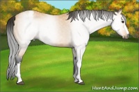 Horse Color:Gray Buckskin Varnish 