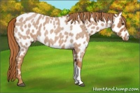 Horse Color:Red Roan Appaloosa 