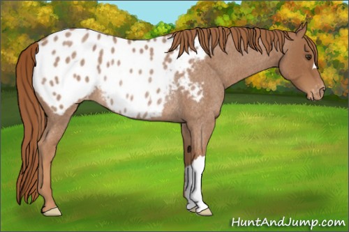 Horse Color:Red Roan Appaloosa Rabicano 