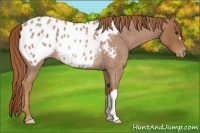 Horse Color:Red Roan Appaloosa Rabicano 