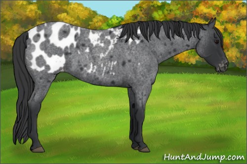 Horse Color:Blue Roan Appaloosa 