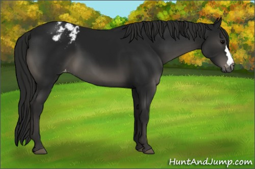 Horse Color:Gray Black Appaloosa