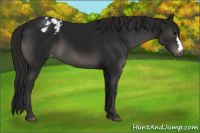 Horse Color:Gray Black Appaloosa 