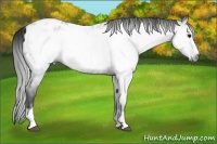 Horse Color:Gray Blue Roan Splash Appaloosa