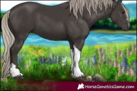 Horse Color:Gray Silver Black Tobiano 