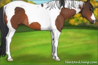 Horse Color:Bay Tobiano 