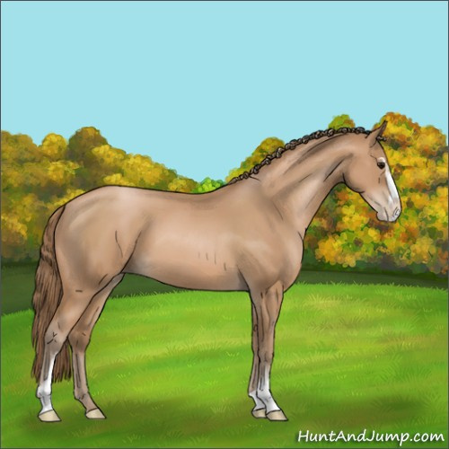 Horse Color:Black Pearl Sabino 
