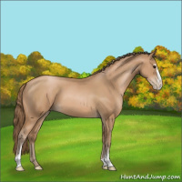 Horse Color:Black Pearl Sabino 