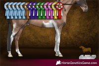 Horse Color:Brown Tobiano Rabicano and Black Pearl Tobiano Rabicano