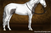 Horse Color:Brown Splash Tobiano Rabicano