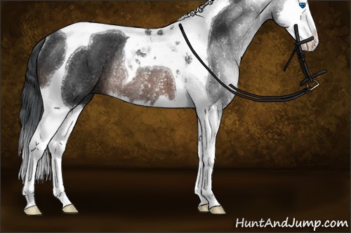 Horse Color:Brown Splash Tobiano Rabicano 