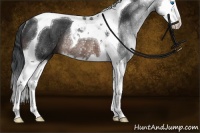Horse Color:Brown Splash Tobiano Rabicano 