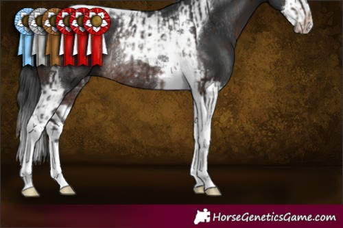 Horse Color:Brown Tobiano Rabicano and Brown Splash Tobiano Rabicano