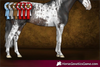 Horse Color:Brown Tobiano Rabicano  and Brown Splash Tobiano Rabicano 