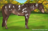 Horse Color:White Spotted Liver Chestnut 