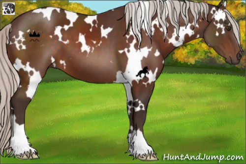 Horse Color:White Spotted Silver Brown
