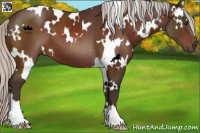 Horse Color:White Spotted Silver Brown